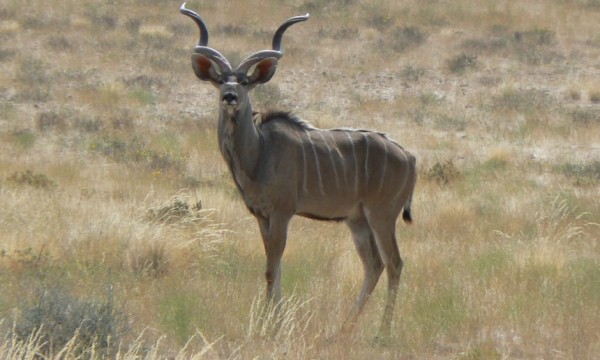 Namibia (Animals/Birds) 2012