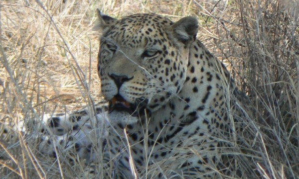 Namibia (Cheetah/Leopard) 2012