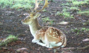 Dyrham Park Deer