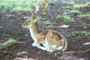 Dyrham Park Deer